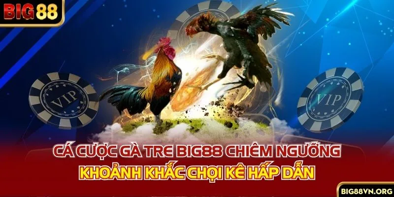 Cá Cược Gà Tre BIG88 - Chiêm Ngưỡng Khoảnh Khắc Chọi Kê Hấp Dẫn